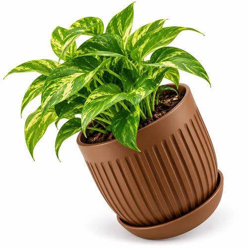 Floranza Decorative Ribbed Plant Pot with Saucer