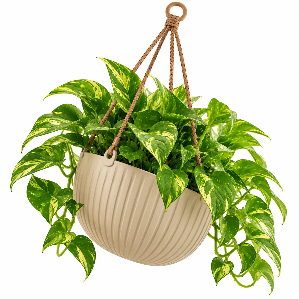 Floranza Ribbed Hanging Planter with Braided Cord Hanger