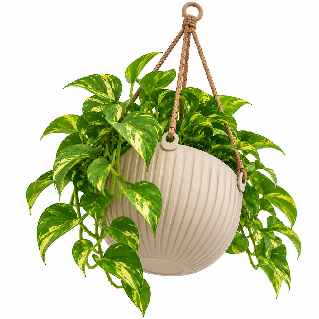 Floranza Ribbed Hanging Planter with Braided Cord Hanger