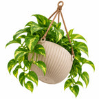 Floranza Ribbed Hanging Planter with Braided Cord Hanger