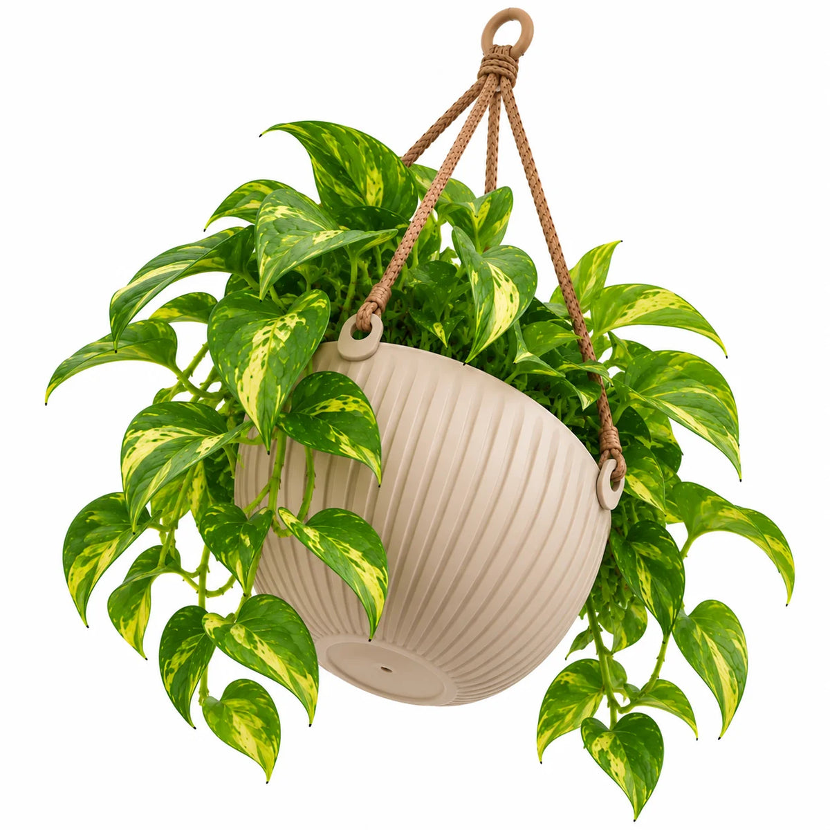 Floranza Ribbed Hanging Planter with Braided Cord Hanger
