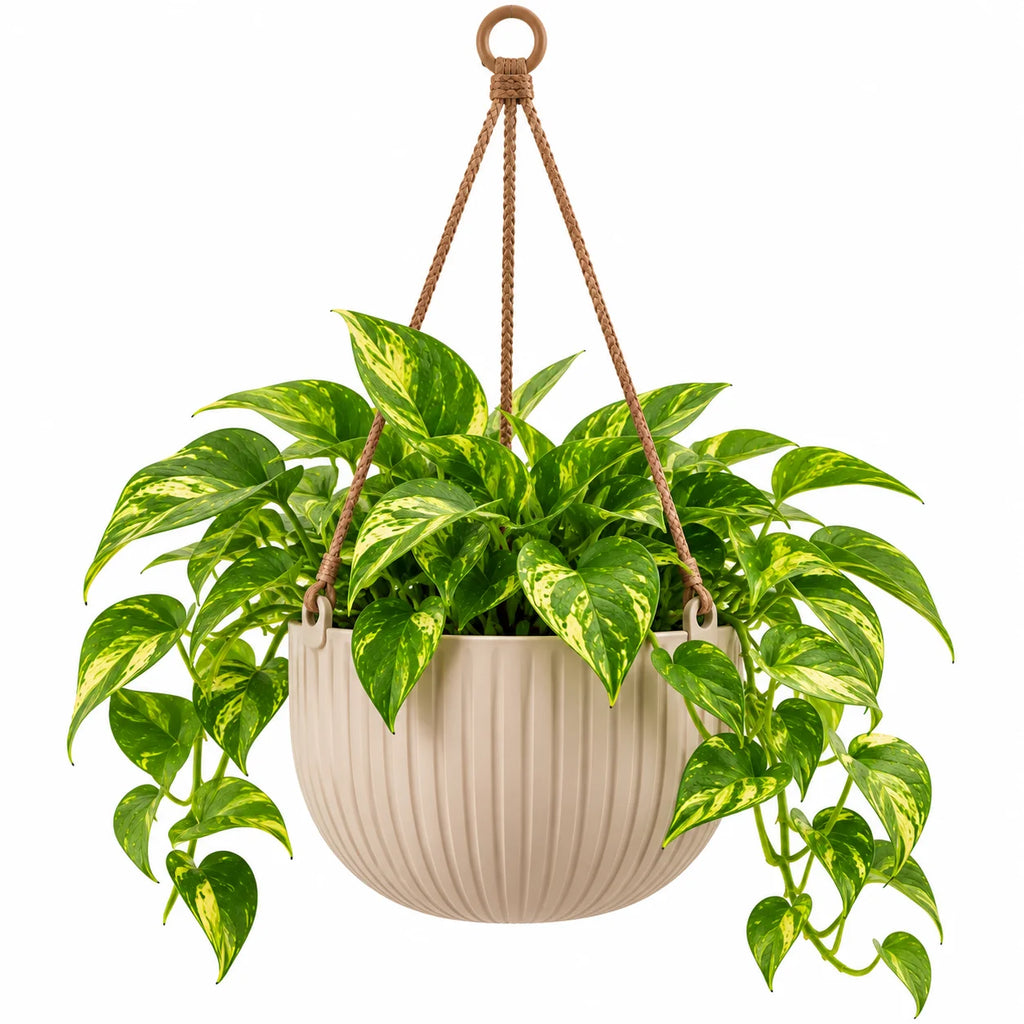 Floranza Ribbed Hanging Planter with Braided Cord Hanger